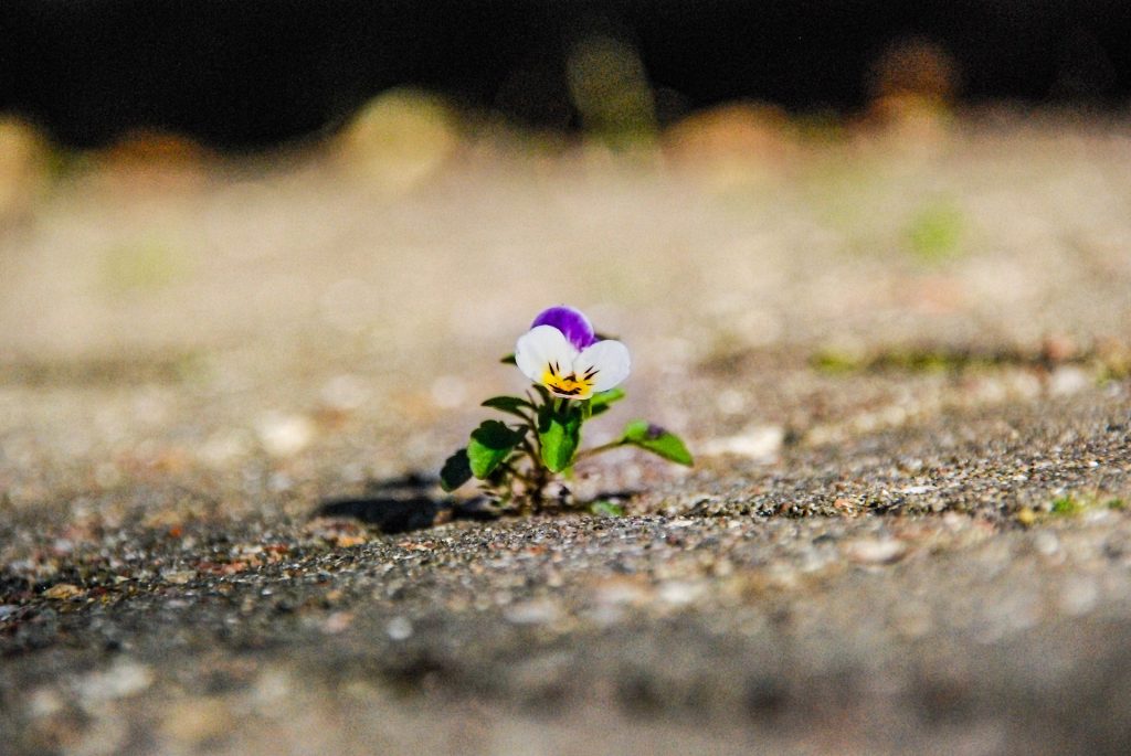 Pansy flower growing in road crack.