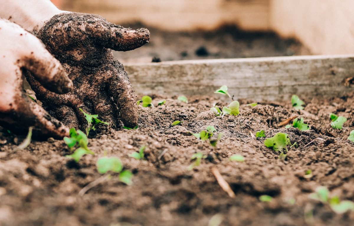 Hands in dirt transplanting seedlings.