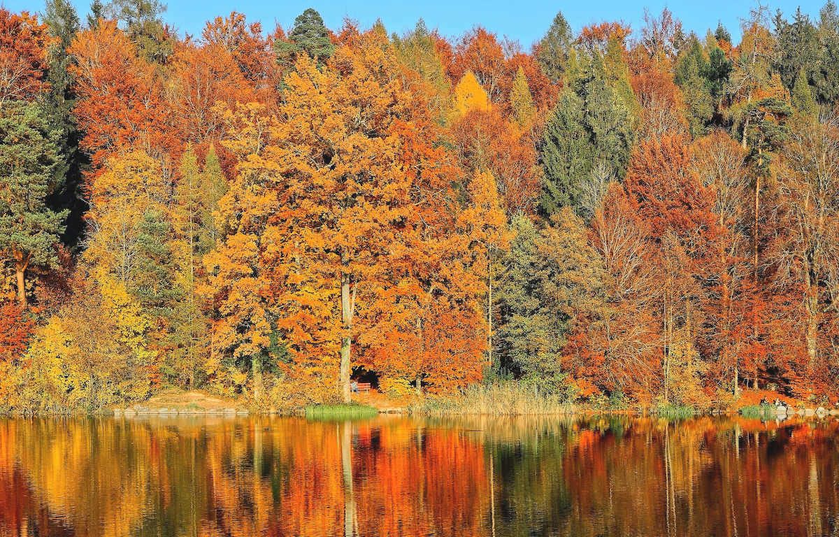 Autumn scene reflecting the changing season. Trees in gold, orange, red and green. They are reflected in the lake.
