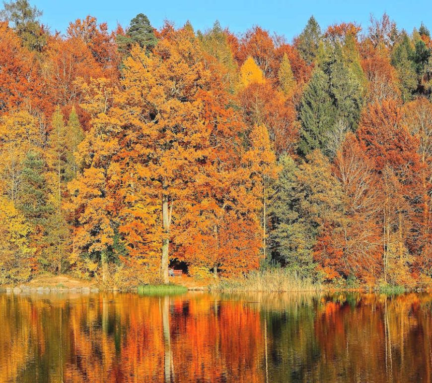 Autumn scene reflecting the changing season. Trees in gold, orange, red and green. They are reflected in the lake.