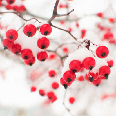 Red berries on a branch covered in snow.