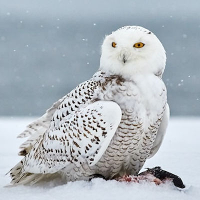 Snowy owl sitting in snow.