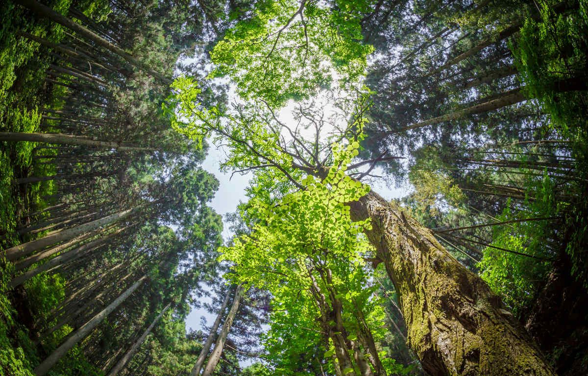 Fisheye view from below of a tree canopy. Sunlight is peaking through the green leaves. Setting is an immersive summer forest bathing scene.