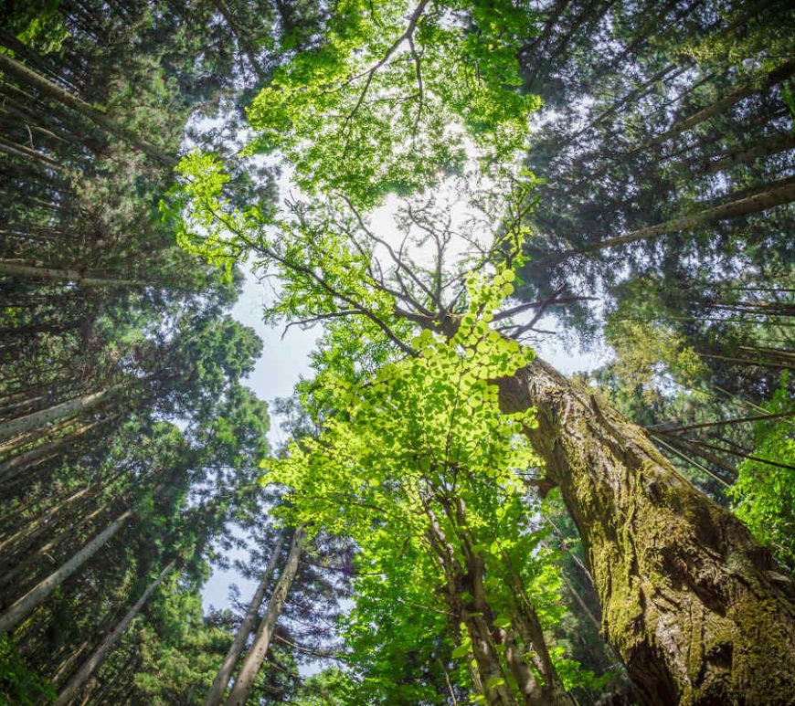 Fisheye view from below of a tree canopy. Sunlight is peaking through the green leaves. Setting is an immersive summer forest bathing scene.