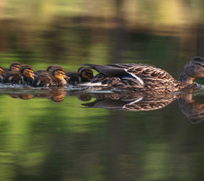 Family of ducks swimming together, breaking the reflection from the green trees.