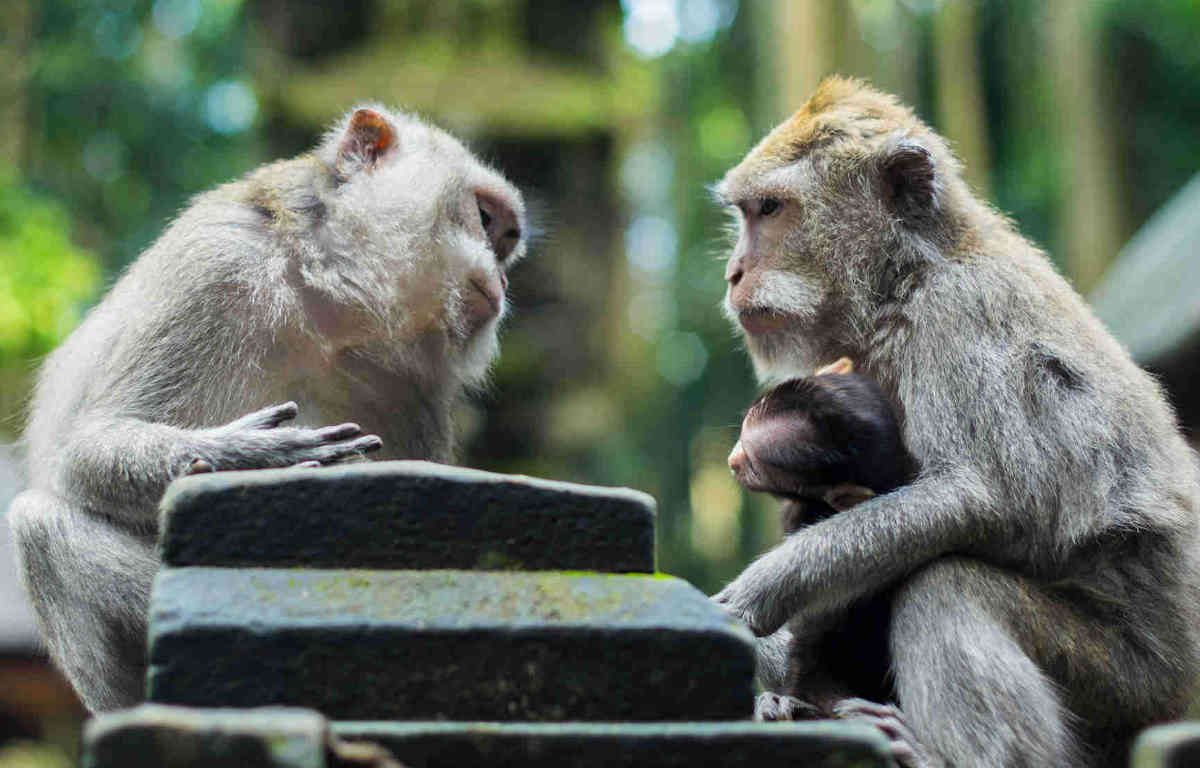 Two monkeys looking like they are communicating in a forest while one holds a baby monkey.