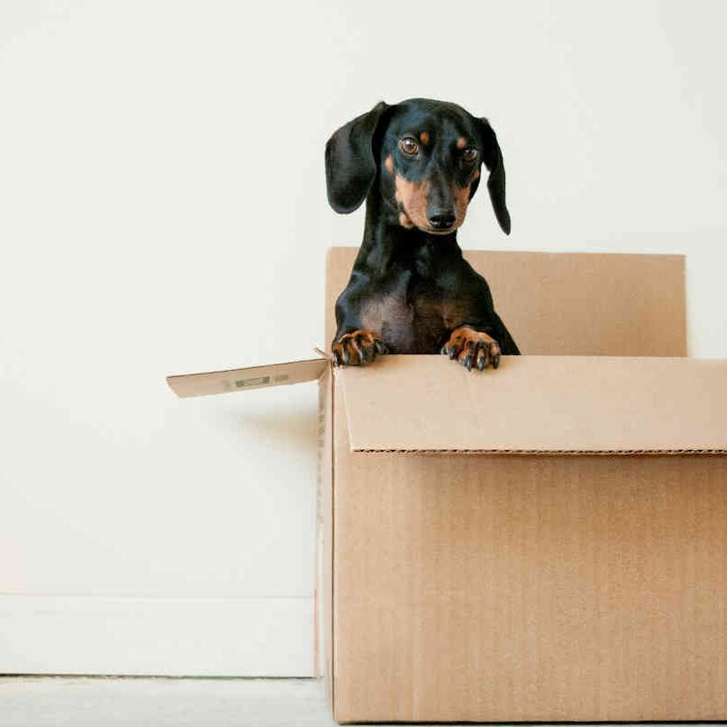 Black and brown dachshund puppy poking its head out of a cardboard box.