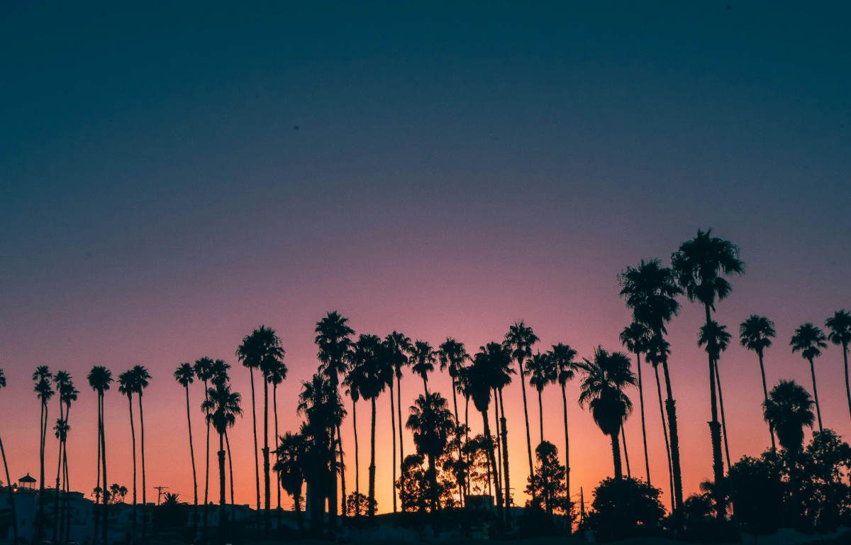Palm trees silhouette during sunset.
