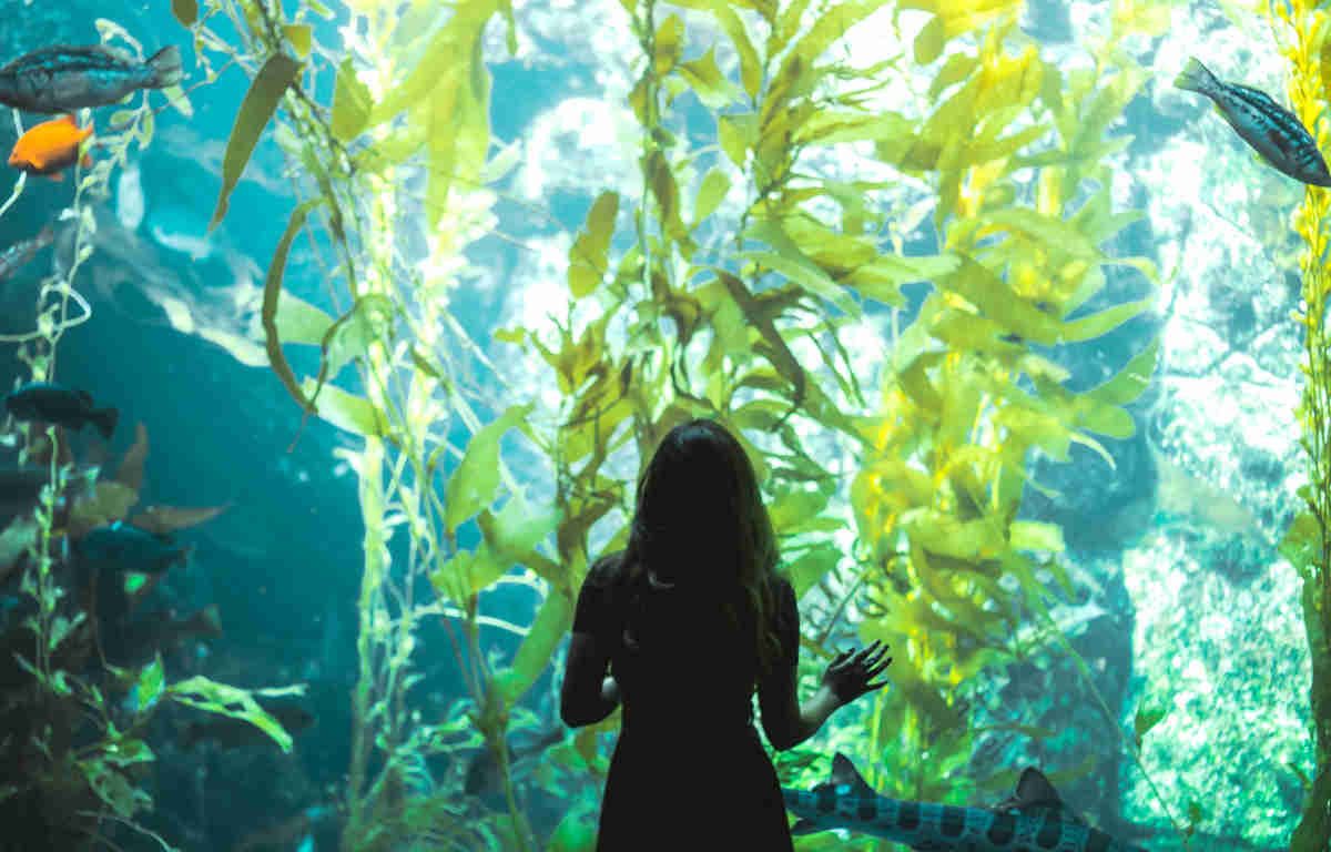 Woman standing at a large aquarium window looking at the movement of the fish and seaweed.