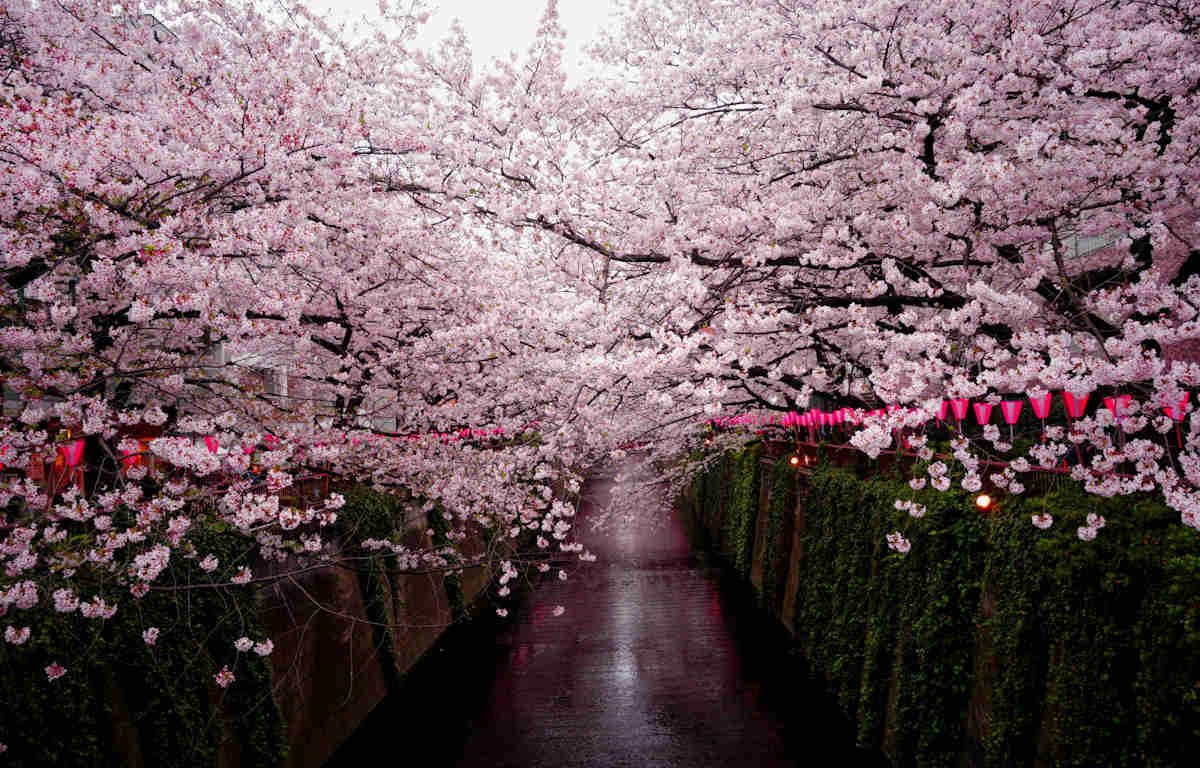 Cherry blossoms in full bloom in a walkway in Japan.