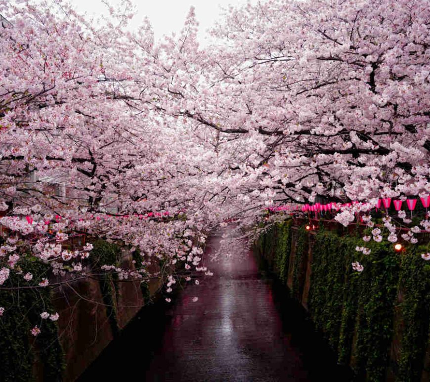 Cherry blossoms in full bloom in a walkway in Japan.